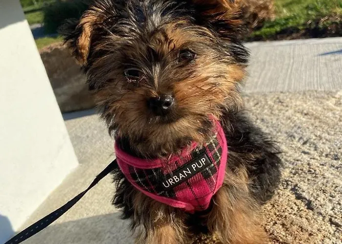 Кемпинг Glamping Village Easkey