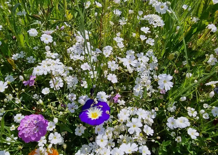 Glamping Village Кемпинг